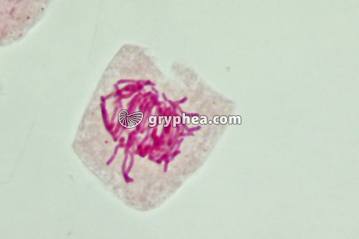 Mitose cellules de racine d'Ail - Anaphase x800 - gryphea.com